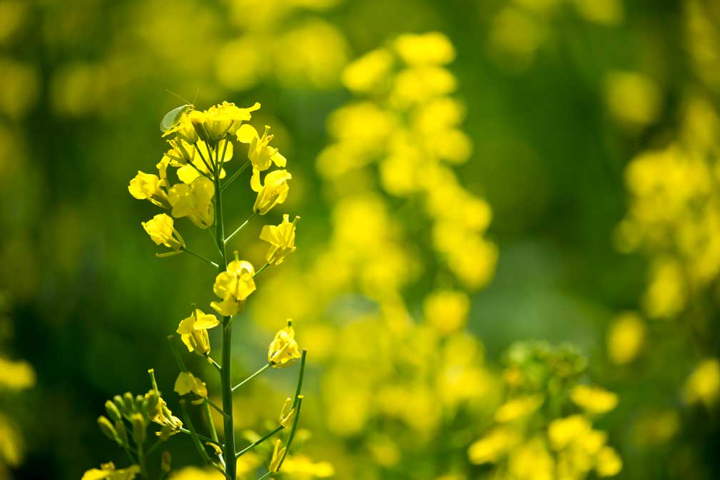 Canola Flowers with Green Lacewing