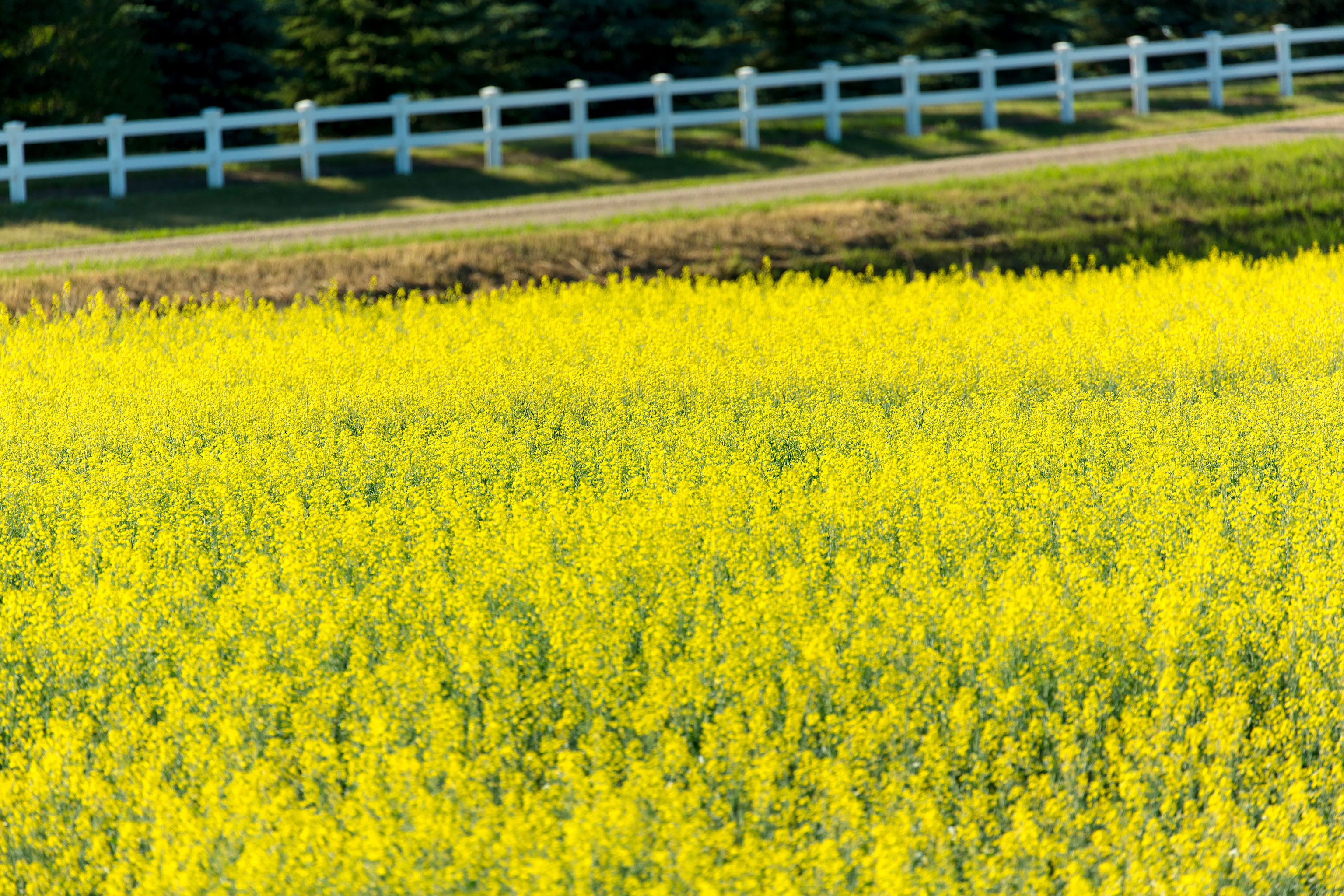 photo library details canolainfo canola oil good for every body