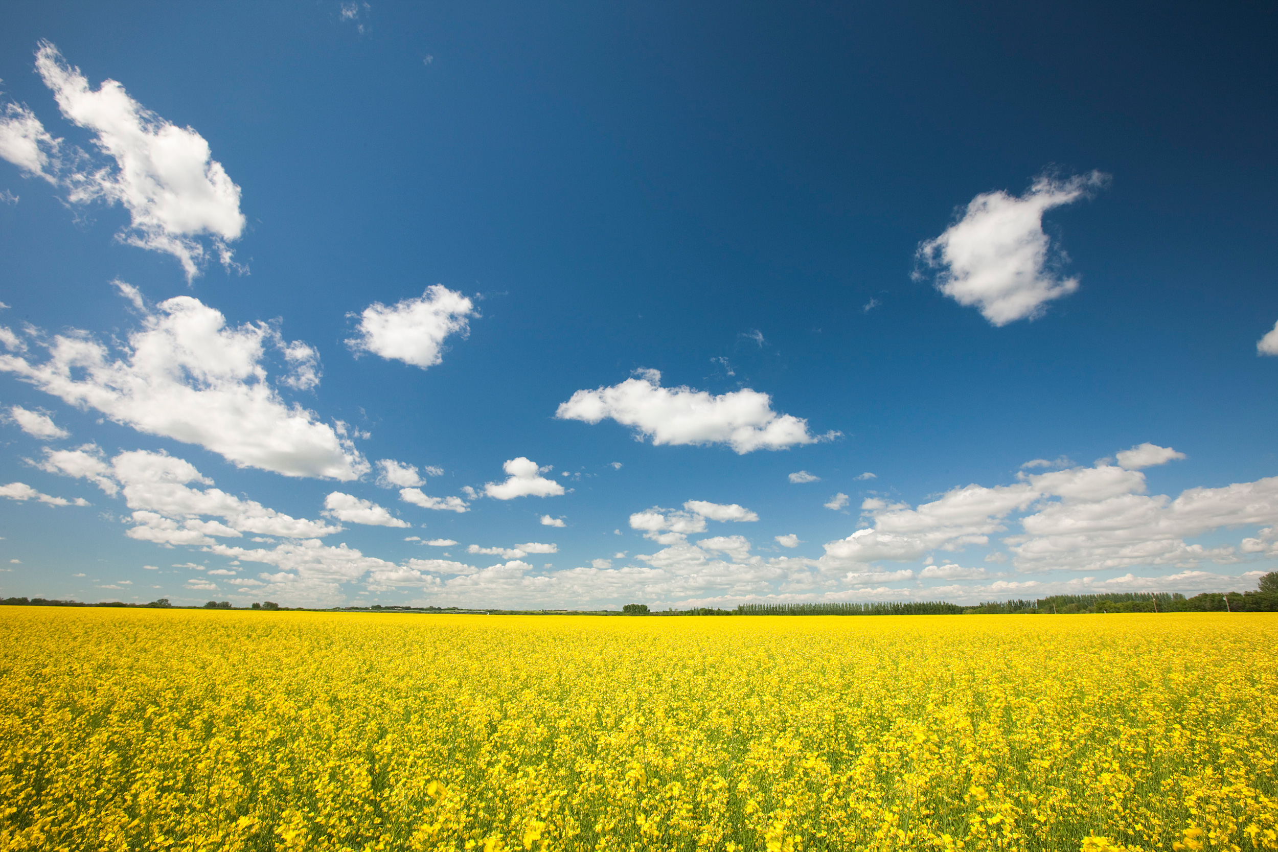 Canola Fields and Flowers