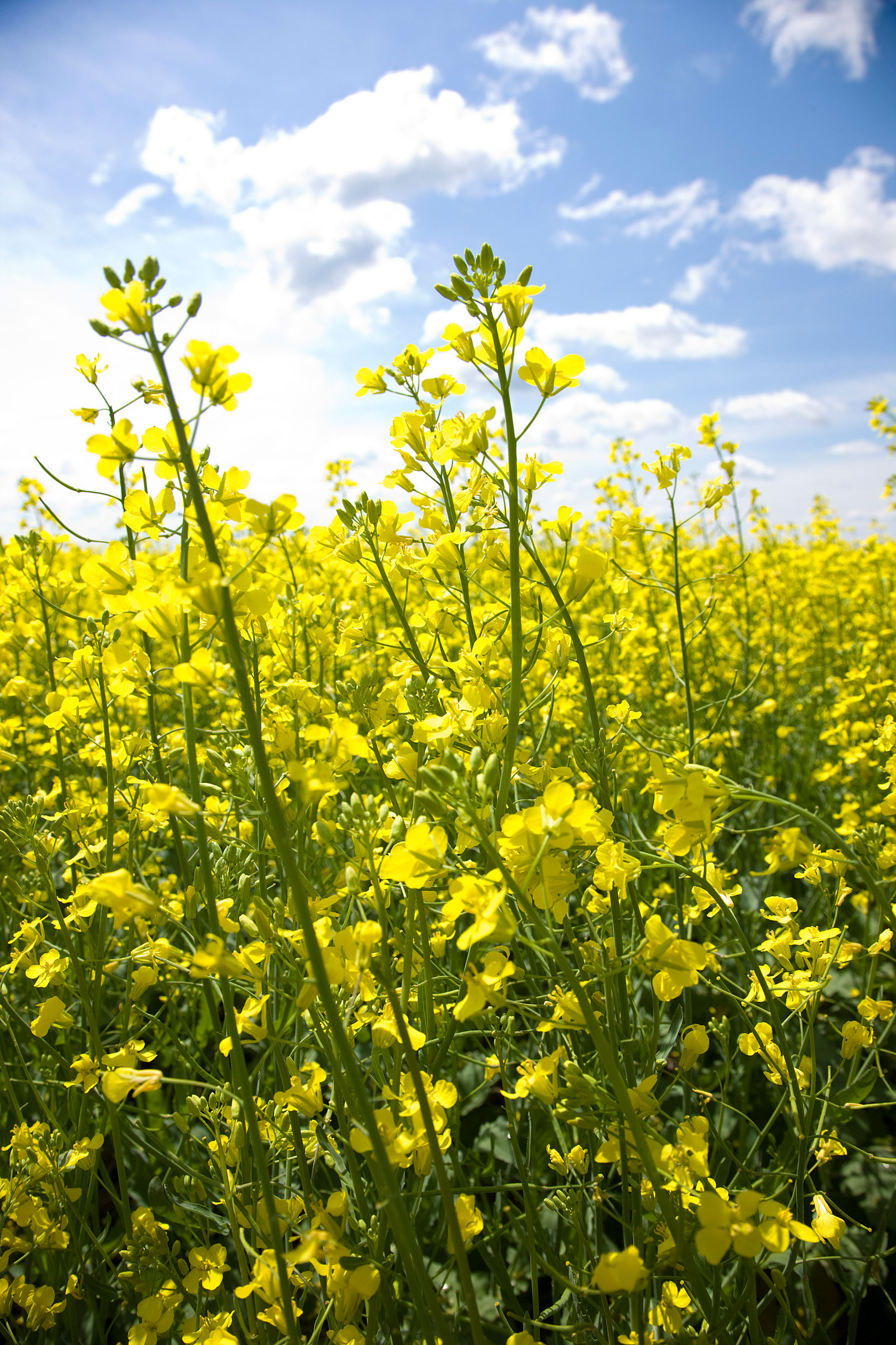 Canola Fields and Flowers