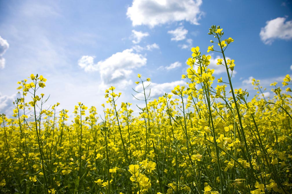 Photo Library Details | Canola Oil. Good for Every Body!